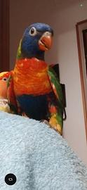 Lory arcobaleno allevato a mano