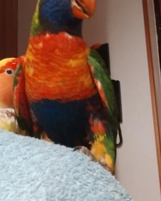 Lory arcobaleno allevato a mano