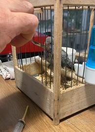 Cocorita Black face allevato a mano