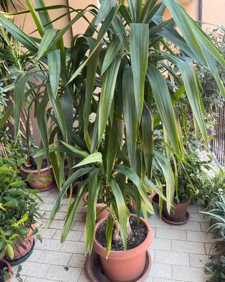 Pianta Yucca alta 1,70 m