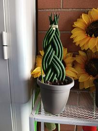 Sanseveria cilindrica