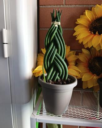Sanseveria cilindrica