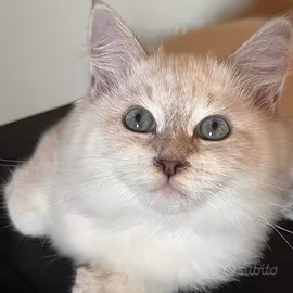 Gatto Siberiano ipoallergenici