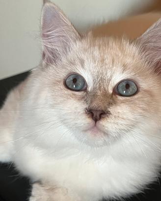 Gatto Siberiano ipoallergenici
