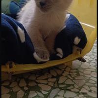 Cucciolo siamese femmina 3 mesi