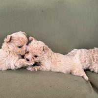 MALTIPOO cucciole toy