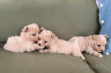 MALTIPOO cucciole toy