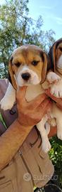 Cucciola di Beagle
