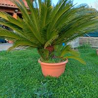 cicas palma 