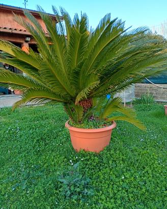 cicas palma 