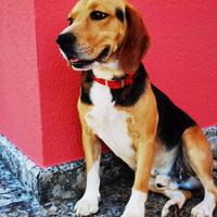 Disponibile beagle maschio per monta