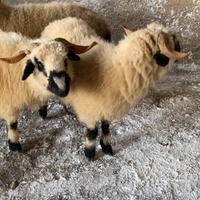 Pecore muso nero del Valese