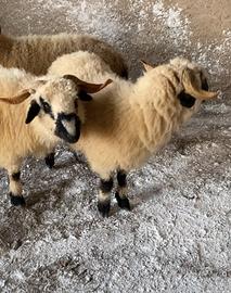 Pecore muso nero del Valese