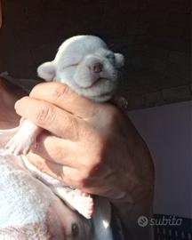 Chihuahua