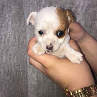 Cuccioli di chihuahua mini Toy da borsetta