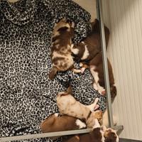 Cuccioli Pastori Australiani