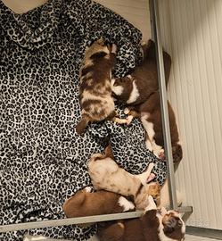 Cuccioli Pastori Australiani