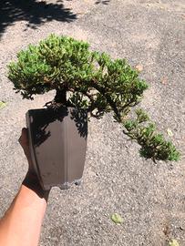Bonsai Ginepro Procumbens