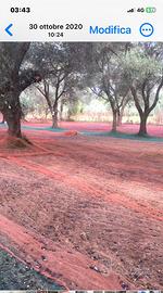 Terreno agricolo fronte strada con 66 piant ulivo