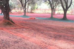 Terreno agricolo fronte strada con 66 piant ulivo