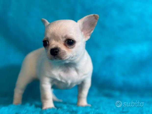 Chihuahua cucciolo
 in vendita a Lucca
