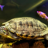 Pesci, Tartarughe Acquatiche e altri animali