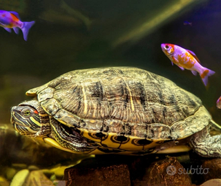 Pesci, Tartarughe Acquatiche e altri animali