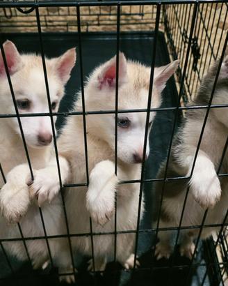 Cuccioli di husky