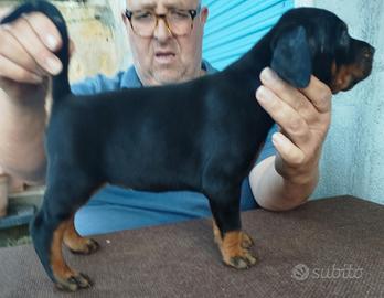 Cuccioli di dobermann