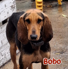 Bobo, segugio di 2 anni