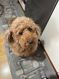 Barboncino maschio per monta