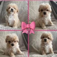 Cuccioli di maltipoo M e f