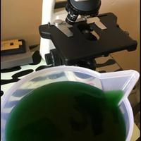 Phytoplankton - Fitoplancton - Fitoplankton