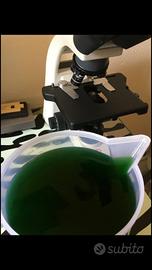 Phytoplankton - Fitoplancton - Fitoplankton