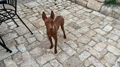 Cirneco dell Etna con pedigree