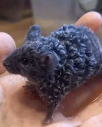 topolini domestici da compagnia vari colori