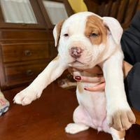 Amstaff disponibili