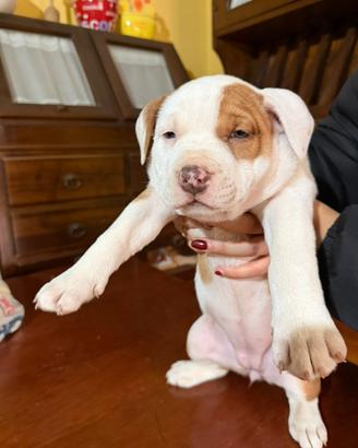 Amstaff disponibili