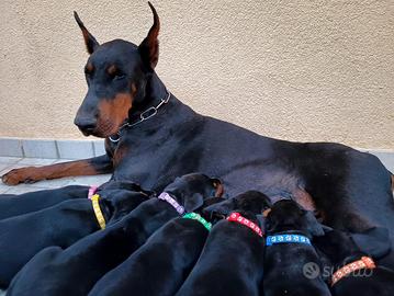 Dobermann