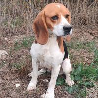 Capomuta x cinghiale