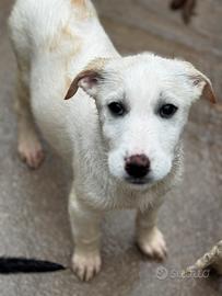 Cucciola 3 mesi futura taglia grande