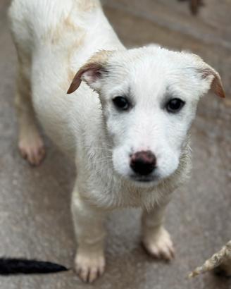 Cucciola 3 mesi futura taglia grande