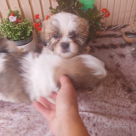 Cuccioli di shih tzu