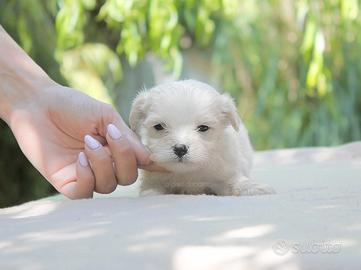 Cucciolo di Maltese
