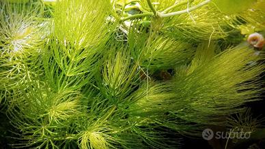 Potature cheratophyllum demesum