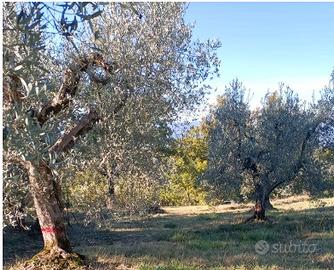 Terreno agricolo con ulivi