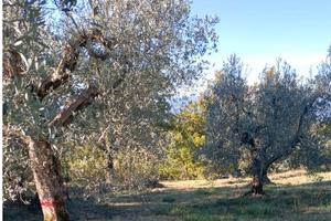 Terreno agricolo con ulivi