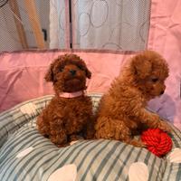 Cuccioli di barboncino Toy Red /albicocca