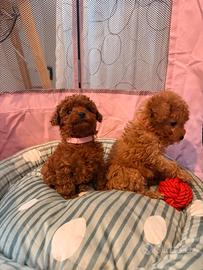 Cuccioli di barboncino Toy Red /albicocca