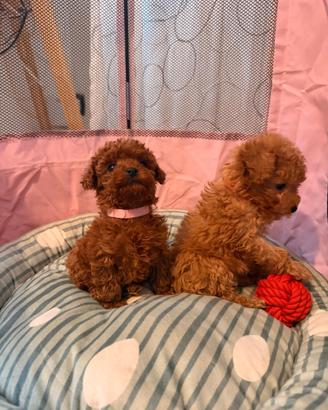 Cuccioli di barboncino Toy Red /albicocca